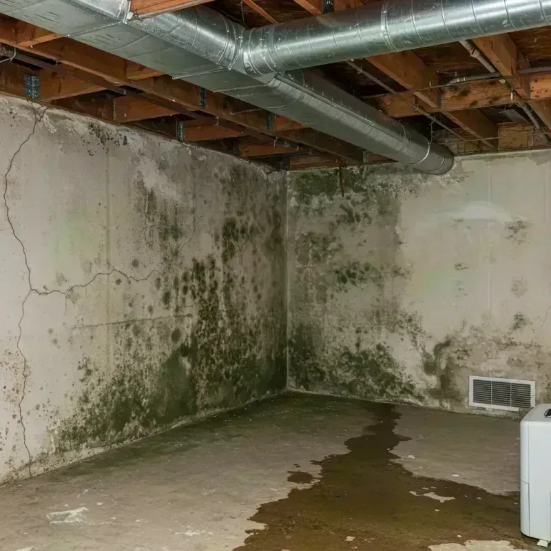 Professional Mold Removal in Star City, AR